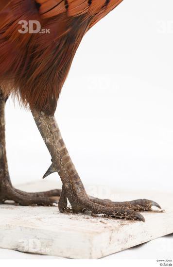 Leg Pheasant Animal photo references