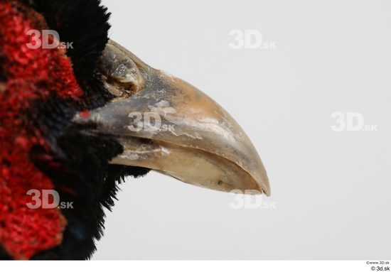 Mouth Pheasant Animal photo references