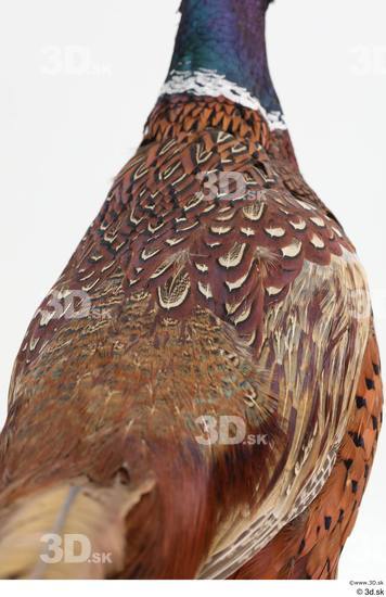 Back Pheasant Animal photo references