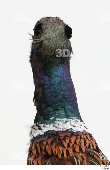 Head Pheasant Animal photo references