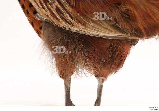 Leg Pheasant Animal photo references