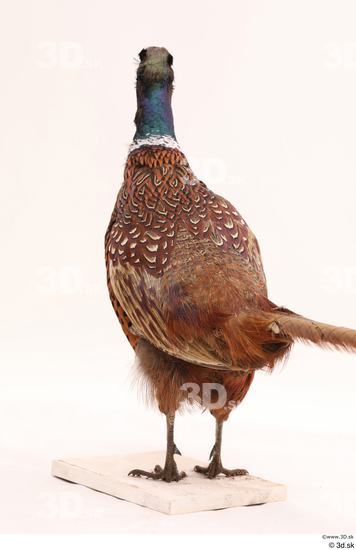 Whole Body Pheasant Animal photo references