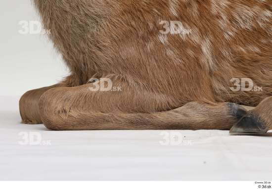 Leg Deer Animal photo references