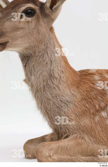 Neck Deer Animal photo references