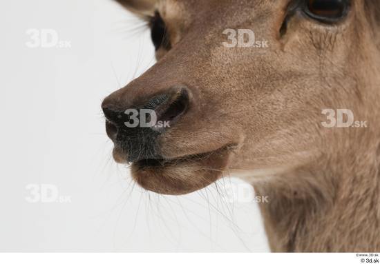 Mouth Deer Animal photo references