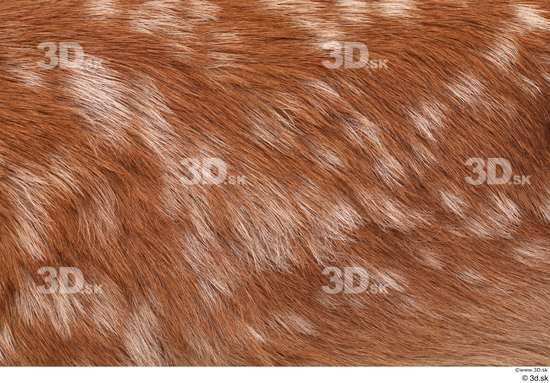 Hair Deer Animal photo references