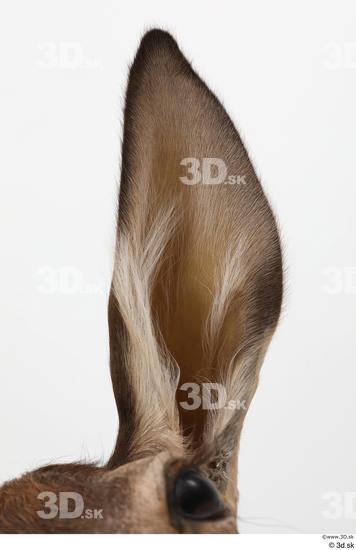Ear Deer Animal photo references
