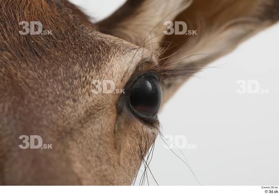 Eye Deer Animal photo references