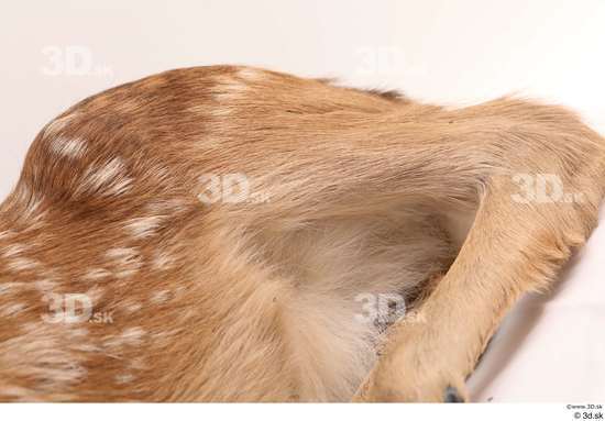 Leg Deer Animal photo references