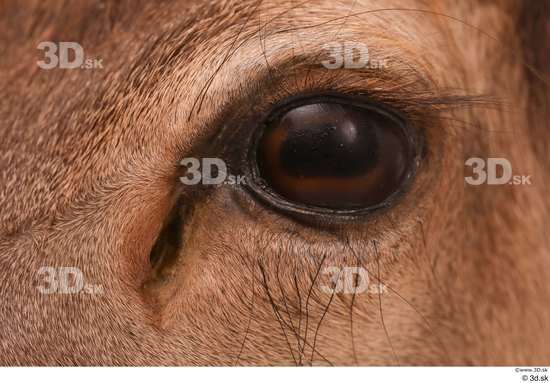 Eye Deer Animal photo references