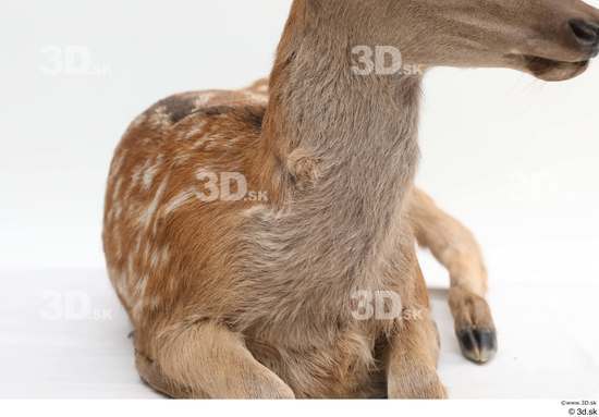 Chest Deer Animal photo references