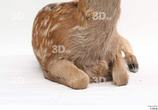 Chest Deer Animal photo references