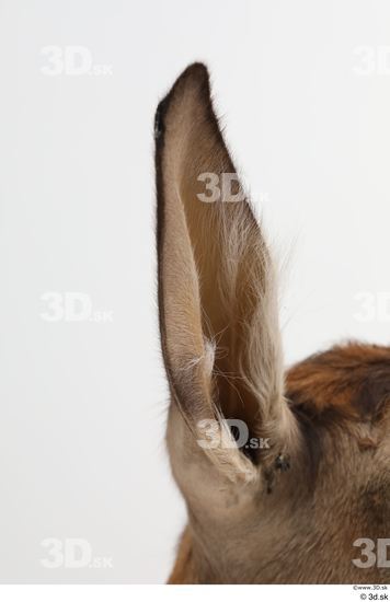 Ear Deer Animal photo references