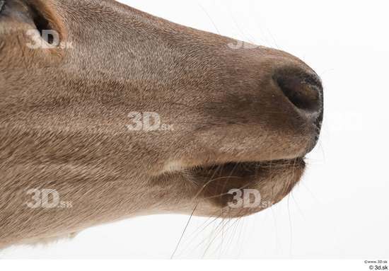 Mouth Deer Animal photo references