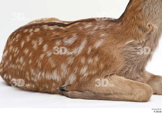 Whole Body Deer Animal photo references