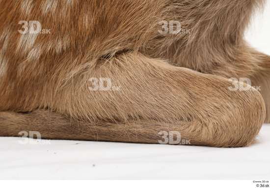 Leg Deer Animal photo references