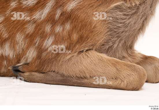 Leg Deer Animal photo references