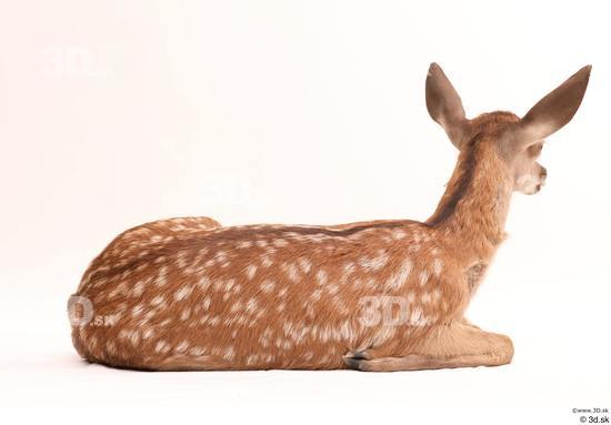 Whole Body Deer Animal photo references