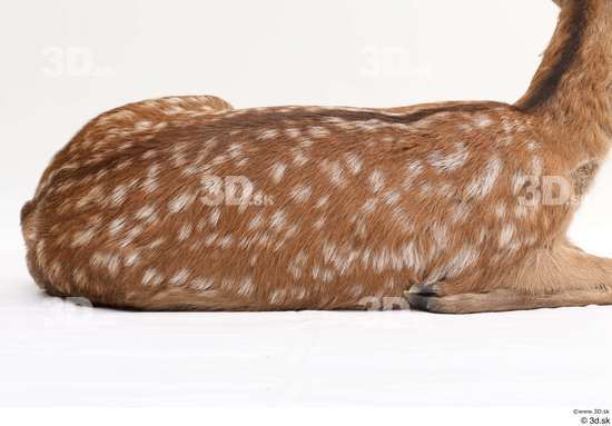 Back Deer Animal photo references