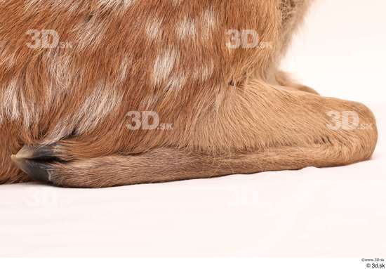 Leg Deer Animal photo references