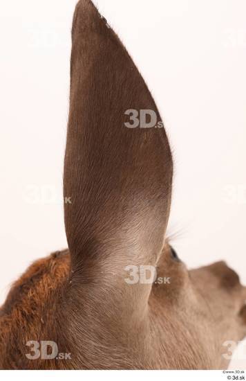 Ear Deer Animal photo references