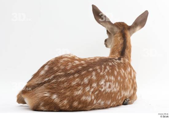 Whole Body Deer Animal photo references