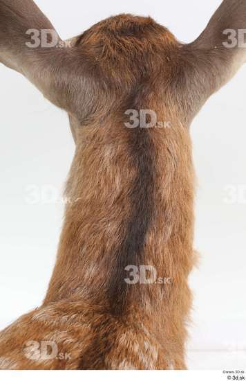 Neck Deer Animal photo references