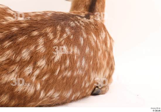 Back Deer Animal photo references