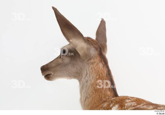 Head Deer Animal photo references