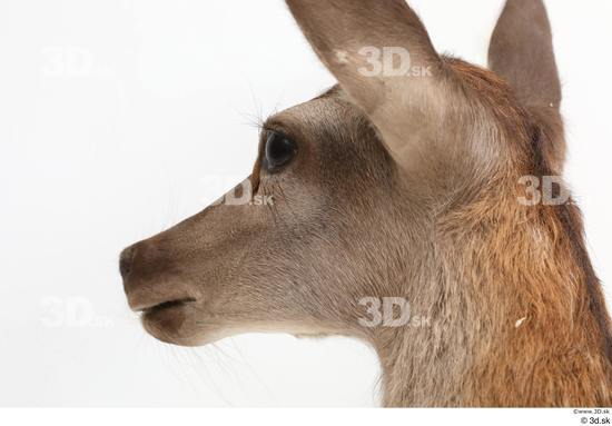 Head Deer Animal photo references