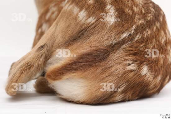 Back Tail Deer Animal photo references