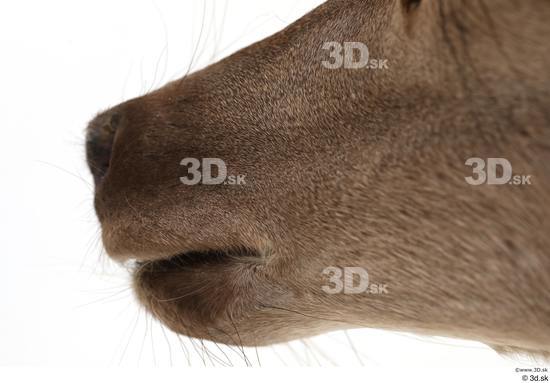 Mouth Deer Animal photo references