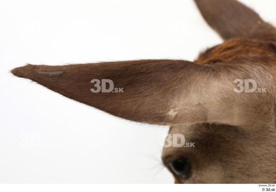 Ear Deer Animal photo references