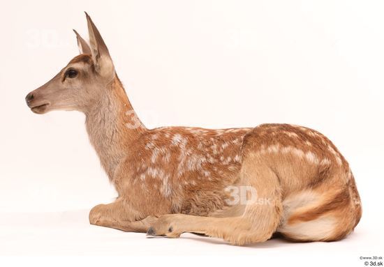 Whole Body Deer Animal photo references