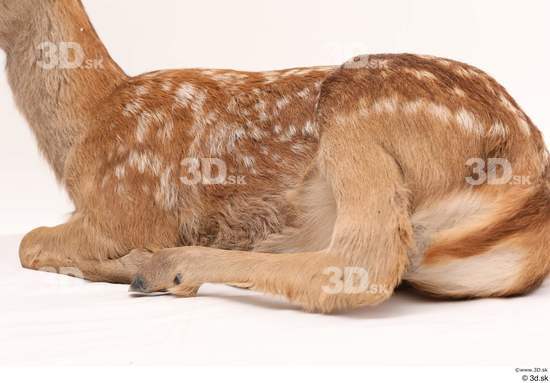 Whole Body Deer Animal photo references