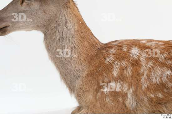 Neck Deer Animal photo references