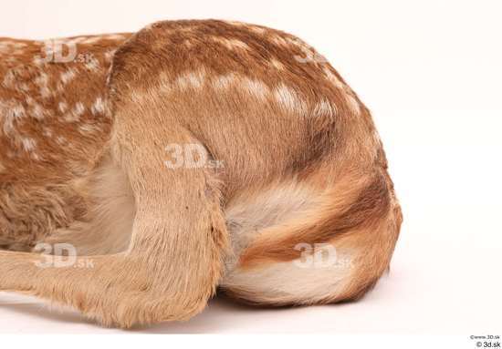 Leg Tail Deer Animal photo references