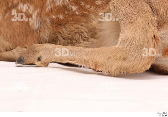 Leg Deer Animal photo references