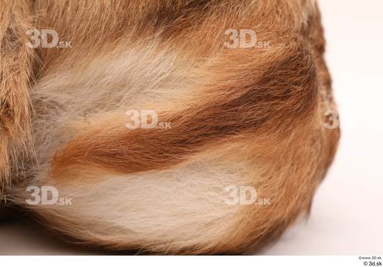 Tail Deer Animal photo references