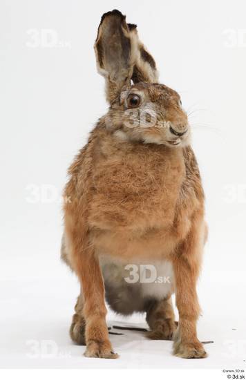 Whole Body Rabbit Animal photo references