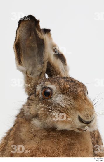 Head Rabbit Animal photo references