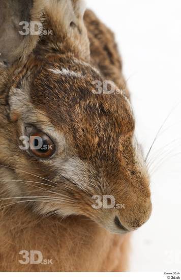 Head Rabbit Animal photo references