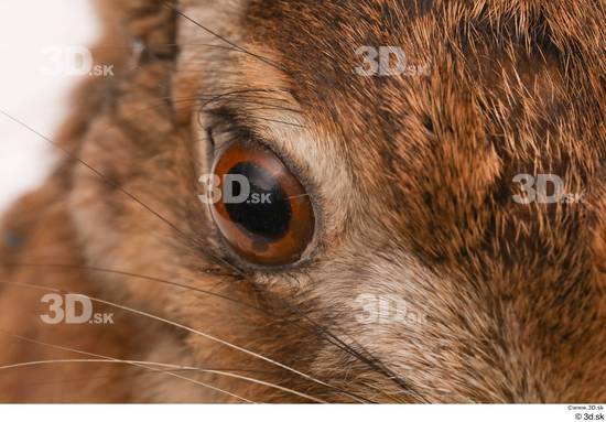 Eye Rabbit Animal photo references