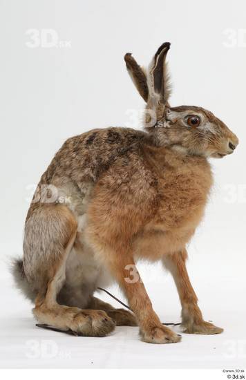 Whole Body Rabbit Animal photo references