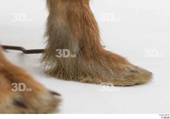 Foot Rabbit Animal photo references