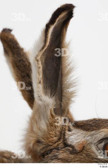 Ear Rabbit Animal photo references