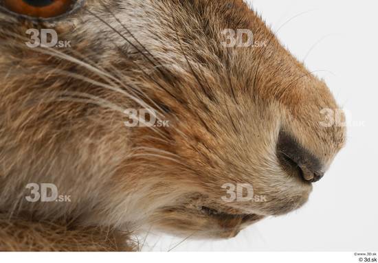 Mouth Nose Rabbit Animal photo references