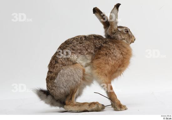 Whole Body Rabbit Animal photo references