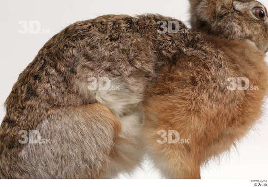 Whole Body Rabbit Animal photo references