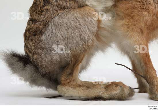 Leg Tail Rabbit Animal photo references